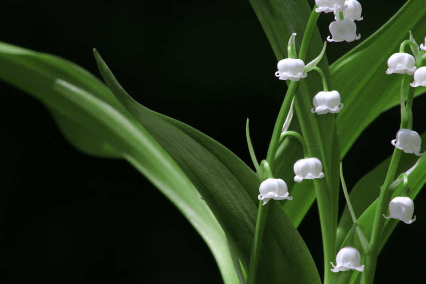 Muguet 1