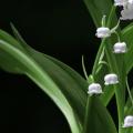 Muguet 1