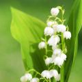 Muguet 2