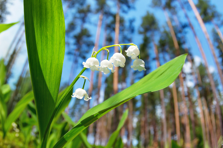 Muguet